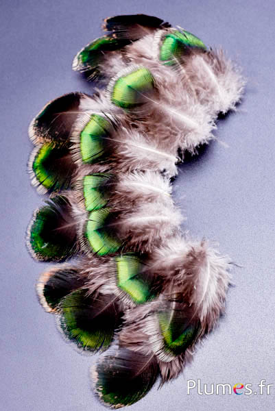 Paon vert - 4-8 cm - vert-brun-naturel